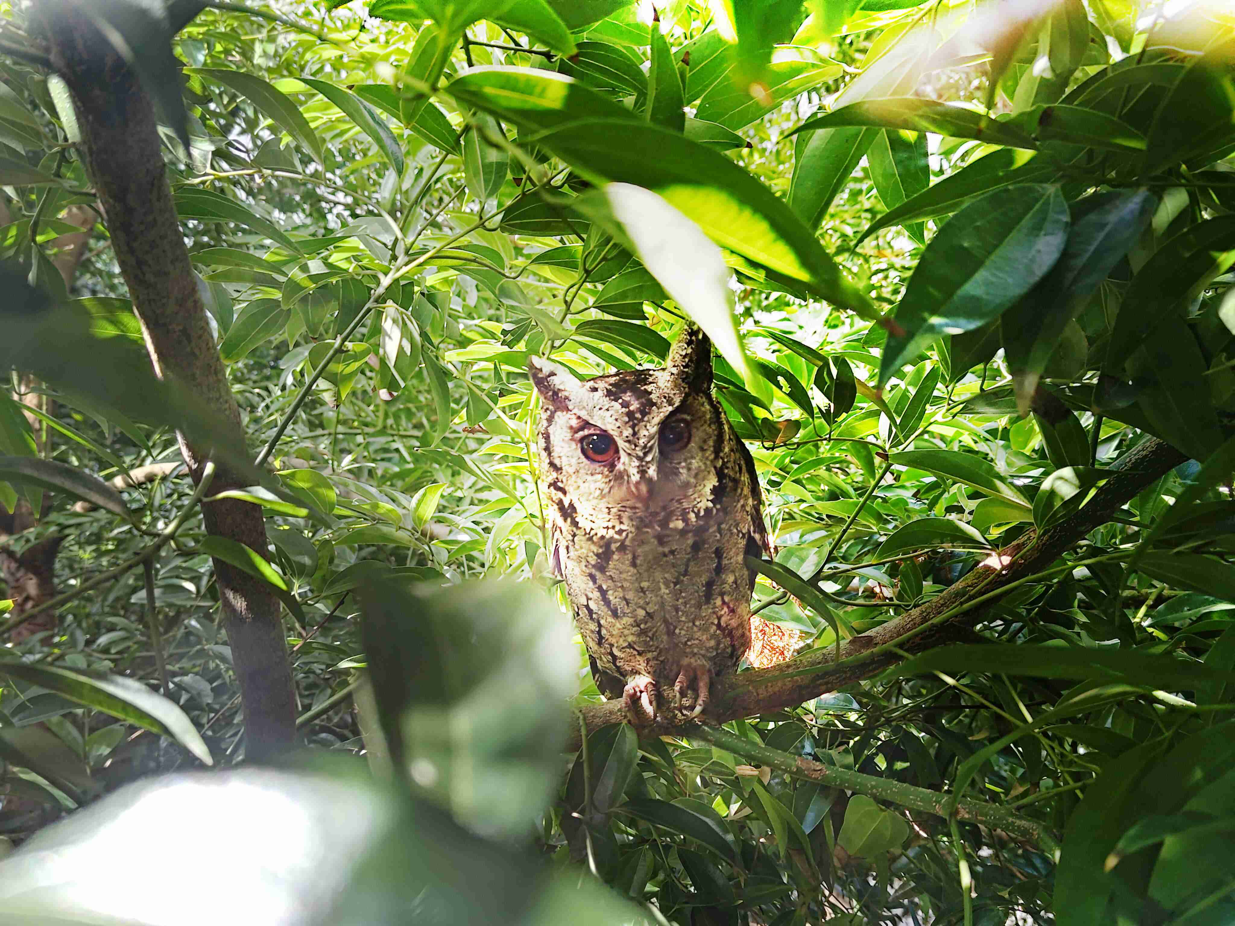 龙门国际致力提倡净零绿生活，，，16年以来在全球各厂区植树逾百万棵，，造就各厂区树木蔚然成林，，，，犹如森林工厂，，成为许多生物的栖息地